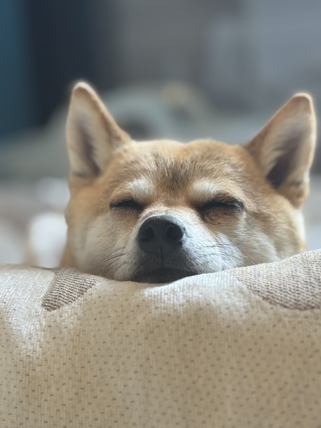 ランチ・お昼寝